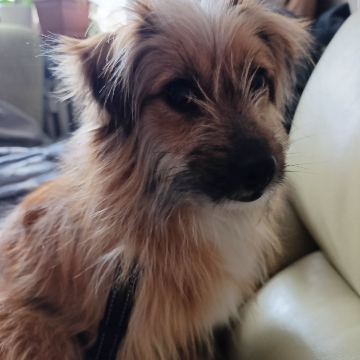 Nowy członek rodziny 🥰 Poznajcie Lunę 😀

#niekupujadoptuj🐾