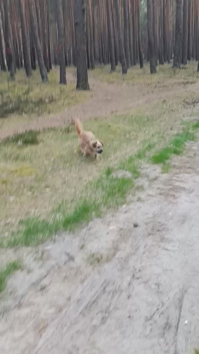 #niekupujadoptuj🐾