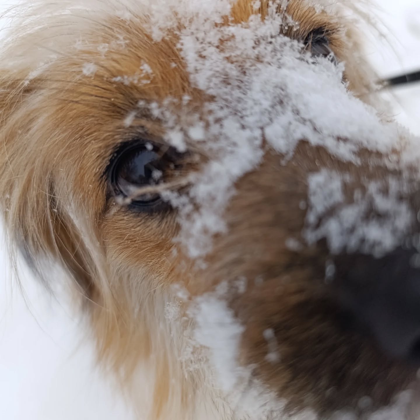 🥰

#niekupujadoptuj🐾 #kundelek jak  #norfolkterrier