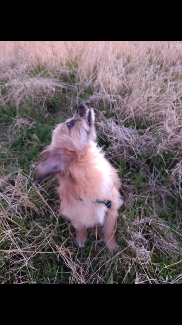 Nasza mała dama po długiej podróży autem 😍

#niekupujadoptuj🐾 #dobreżycie #piesadoptowany